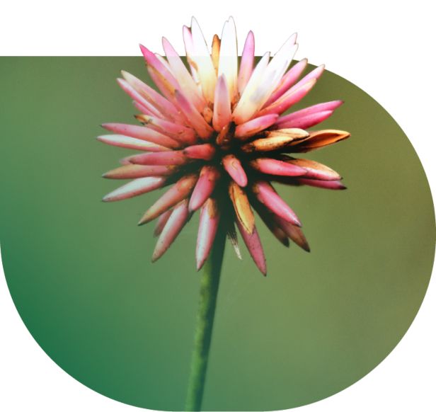Flor de la selva