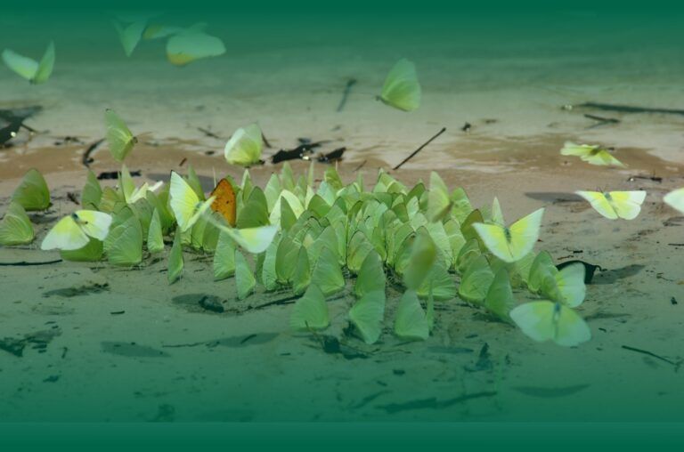 Mariposas de la selva