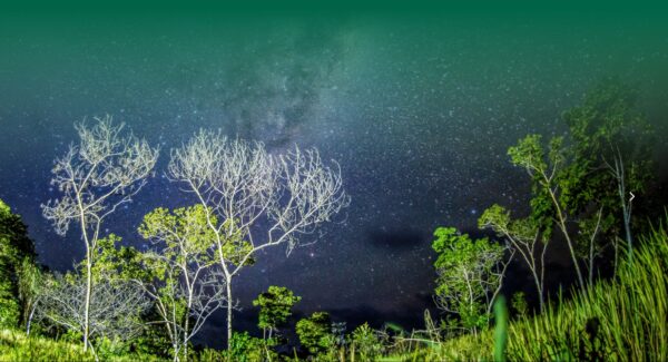 Cielo estrellado sobre la selva